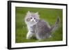 British Longhair 8 Week Old Kitten Outside-null-Framed Photographic Print