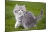 British Longhair 8 Week Old Kitten Outside-null-Mounted Photographic Print