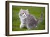 British Longhair 8 Week Old Kitten Outside-null-Framed Photographic Print