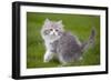 British Longhair 8 Week Old Kitten Outside-null-Framed Photographic Print