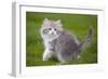 British Longhair 8 Week Old Kitten Outside-null-Framed Photographic Print