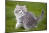 British Longhair 8 Week Old Kitten Outside-null-Mounted Photographic Print