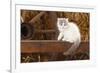 British Longhair, Kitten With Blue-Van Colouration Age 10 Weeks In Barn With Straw-Petra Wegner-Framed Photographic Print