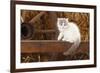 British Longhair, Kitten With Blue-Van Colouration Age 10 Weeks In Barn With Straw-Petra Wegner-Framed Photographic Print