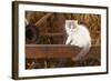 British Longhair, Kitten With Blue-Van Colouration Age 10 Weeks In Barn With Straw-Petra Wegner-Framed Photographic Print