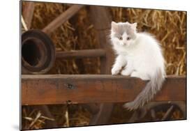 British Longhair, Kitten With Blue-Van Colouration Age 10 Weeks In Barn With Straw-Petra Wegner-Mounted Photographic Print