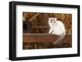 British Longhair, Kitten With Blue-Van Colouration Age 10 Weeks In Barn With Straw-Petra Wegner-Framed Photographic Print