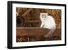 British Longhair, Kitten With Blue-Van Colouration Age 10 Weeks In Barn With Straw-Petra Wegner-Framed Photographic Print