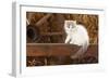 British Longhair, Kitten With Blue-Van Colouration Age 10 Weeks In Barn With Straw-Petra Wegner-Framed Photographic Print