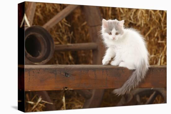 British Longhair, Kitten With Blue-Van Colouration Age 10 Weeks In Barn With Straw-Petra Wegner-Stretched Canvas