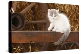 British Longhair, Kitten With Blue-Van Colouration Age 10 Weeks In Barn With Straw-Petra Wegner-Stretched Canvas