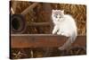 British Longhair, Kitten With Blue-Van Colouration Age 10 Weeks In Barn With Straw-Petra Wegner-Stretched Canvas