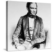 British Naturalist Advanced Theory of Evolution Charles Darwin Portrayed in Lithograph by Maguire-null-Stretched Canvas