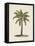 British Palms I-Naomi McCavitt-Framed Stretched Canvas