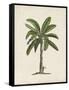 British Palms II-Naomi McCavitt-Framed Stretched Canvas