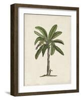 British Palms II-Naomi McCavitt-Framed Art Print