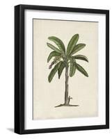 British Palms II-Naomi McCavitt-Framed Art Print