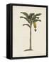 British Palms III-Naomi McCavitt-Framed Stretched Canvas