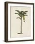 British Palms III-Naomi McCavitt-Framed Art Print