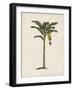 British Palms III-Naomi McCavitt-Framed Art Print