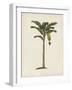 British Palms III-Naomi McCavitt-Framed Art Print
