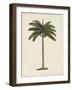 British Palms IV-Naomi McCavitt-Framed Art Print