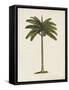 British Palms IV-Naomi McCavitt-Framed Stretched Canvas