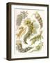 British Sea Slugs, 1904-null-Framed Giclee Print