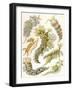 British Sea Slugs, 1904-null-Framed Giclee Print