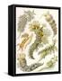 British Sea Slugs, 1904-null-Framed Stretched Canvas