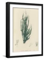 British Sea-Weed-null-Framed Giclee Print