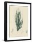 British Sea-Weed-null-Framed Giclee Print