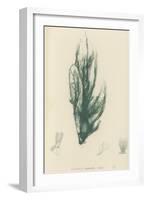 British Sea-Weed-null-Framed Giclee Print