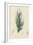 British Sea-Weed-null-Framed Giclee Print