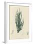 British Sea-Weed-null-Framed Giclee Print