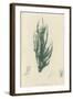 British Sea-Weed-null-Framed Giclee Print