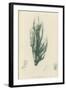 British Sea-Weed-null-Framed Giclee Print