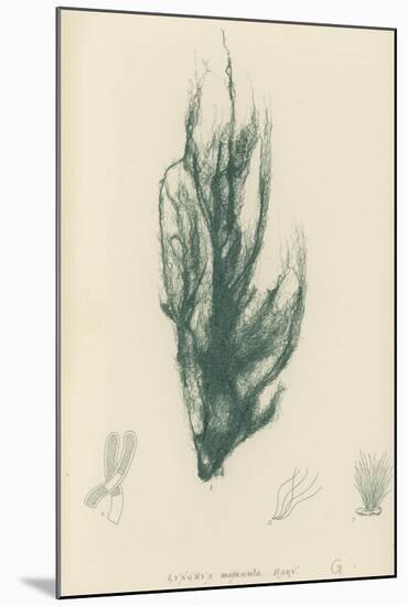 British Sea-Weed-null-Mounted Giclee Print