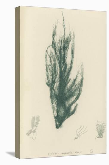 British Sea-Weed-null-Stretched Canvas