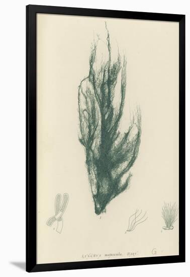 British Sea-Weed-null-Framed Giclee Print