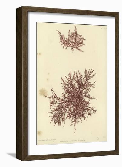 British Sea-Weed-null-Framed Giclee Print