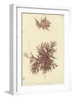 British Sea-Weed-null-Framed Giclee Print