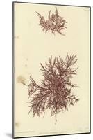 British Sea-Weed-null-Mounted Giclee Print