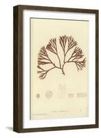 British Sea-Weed-null-Framed Giclee Print