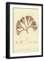 British Sea-Weed-null-Framed Giclee Print