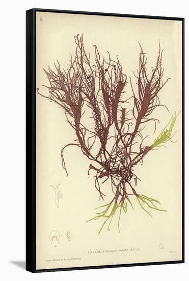 British Sea-Weed-null-Framed Stretched Canvas