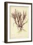 British Sea-Weed-null-Framed Giclee Print