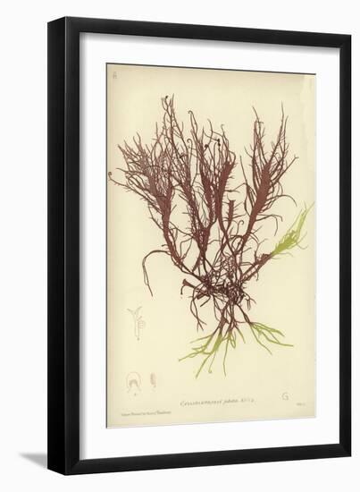 British Sea-Weed-null-Framed Giclee Print