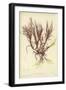 British Sea-Weed-null-Framed Giclee Print