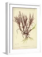 British Sea-Weed-null-Framed Giclee Print